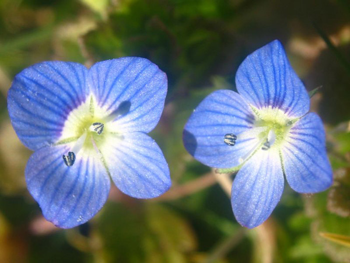 Deux Soeurs