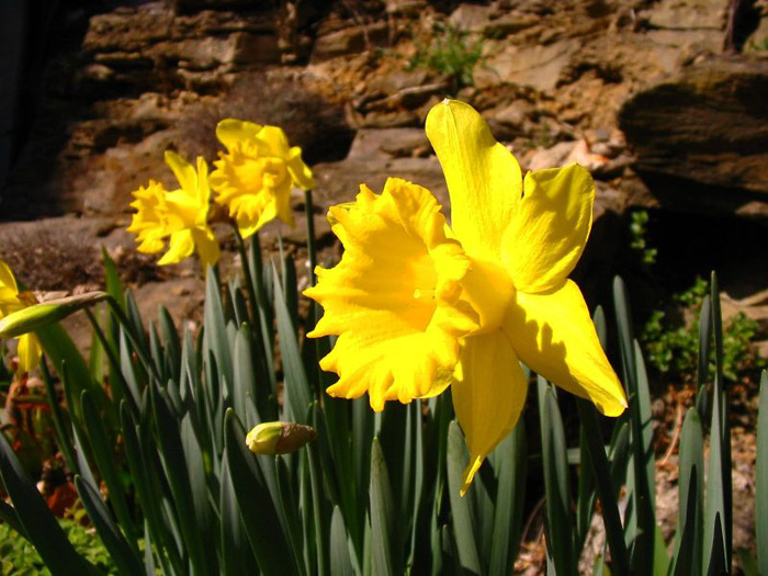 Jonquilles de Mars