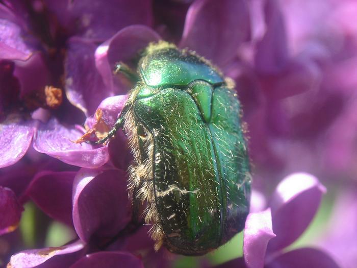 Scarab Dor