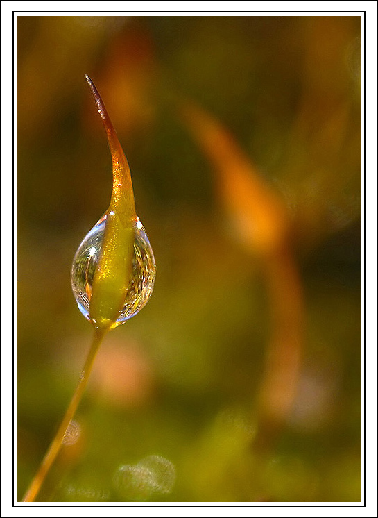 Perle de rose...