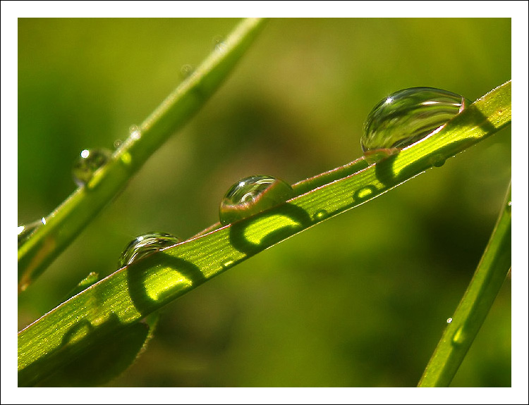 Les petites gouttes