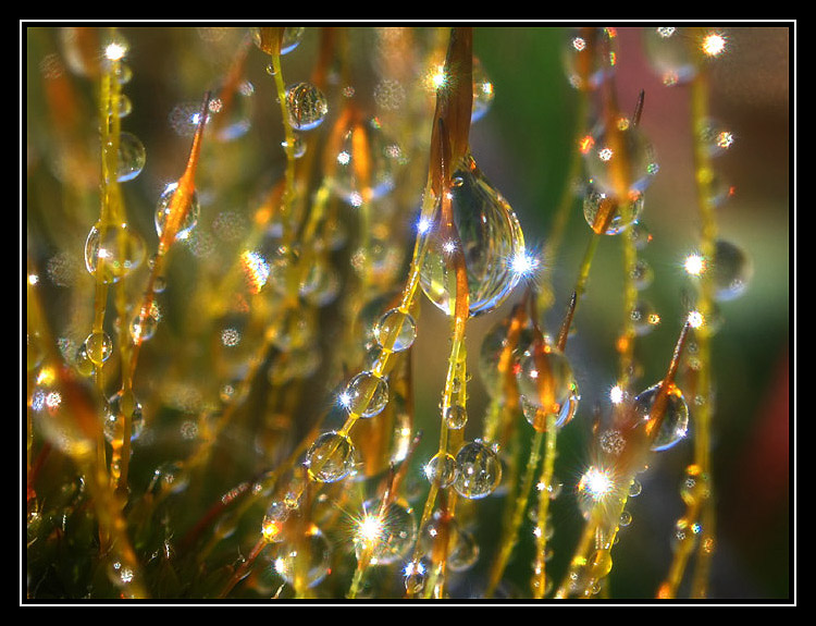 Gouttes de Cristal